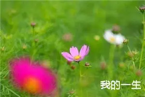 我的一生