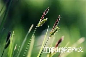 江郎山游记作文