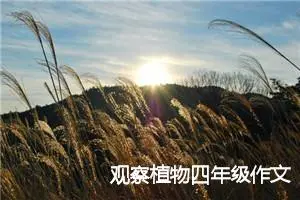 观察植物四年级作文