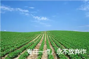 专注一点，永不放弃作文1000字_高一作文