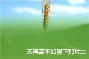 天再高不如脚下那片土作文800字_高三作文