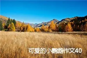 可爱的小鹦鹉作文400字