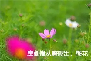 宝剑锋从磨砺出，梅花香自苦寒来_作文750字_小学演讲作文