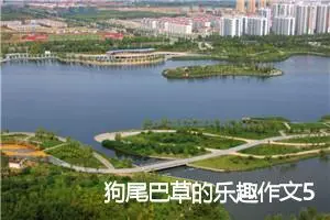 狗尾巴草的乐趣作文500字