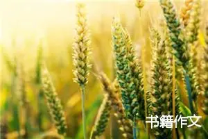 书籍作文