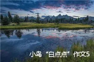 小鸟“白点点”作文500字_小学一年级作文