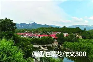 偶遇油菜花作文300字_小学二年级作文