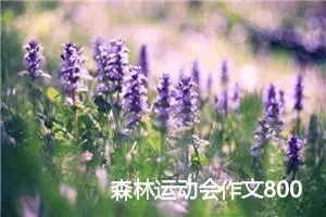 森林运动会作文800字_小学三年级作文