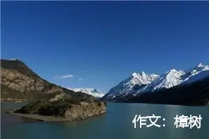 作文：樟树
