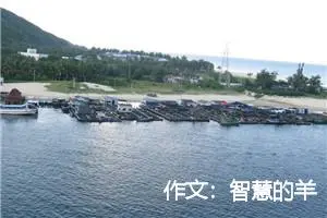 作文：智慧的羊