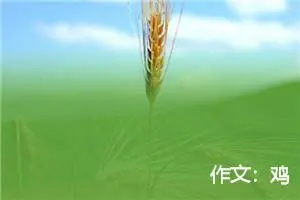 作文：鸡