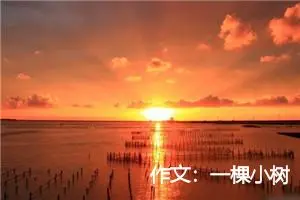 作文：一棵小树