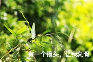 有一个镜头，让我刻骨铭心_作文450字_初中综合作文