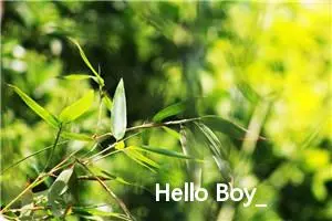 Hello Boy_作文1000字_高中优秀作文