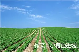 作文：小青虫进城