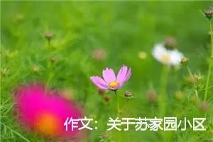 作文：关于苏家园小区的社会调查报告