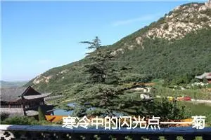 寒冷中的闪光点——菊作文1000字_高三作文