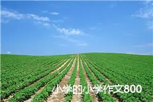 小学的小学作文800字