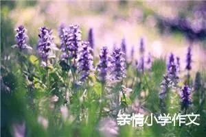 亲情小学作文