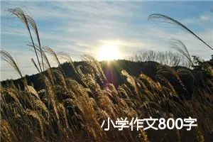小学作文800字