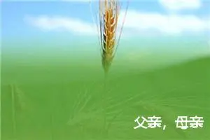 父亲，母亲
