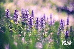 抱爱