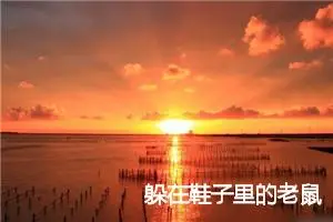 躲在鞋子里的老鼠