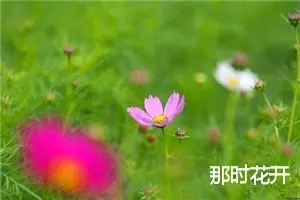 那时花开