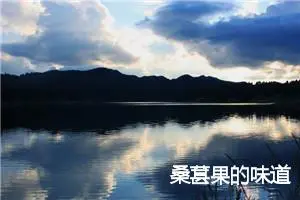桑葚果的味道