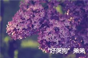 “好哭狗”弟弟