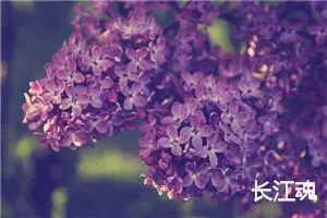 长江魂