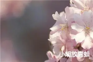 小明放青蛙
