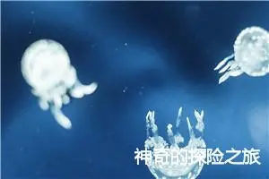 神奇的探险之旅