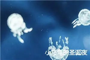 小乌龟的圣诞夜