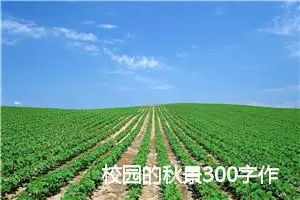 校园的秋景300字作文