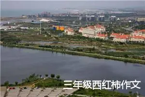 三年级西红柿作文