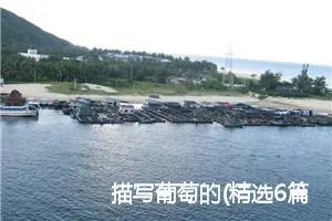 描写葡萄的(精选6篇)