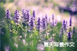夏天写景作文