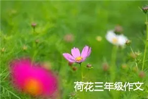 荷花三年级作文